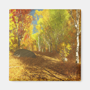 Fallljus, magnet