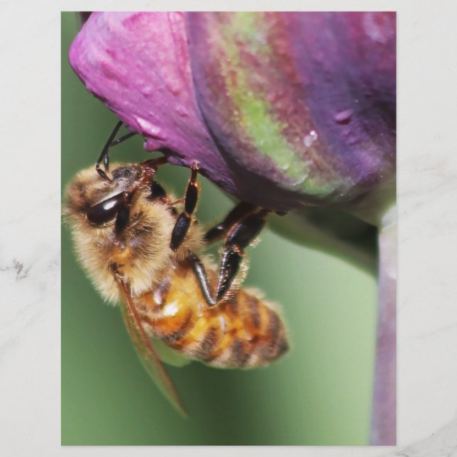 Falln Fuzzy Little Bee (Framsida)