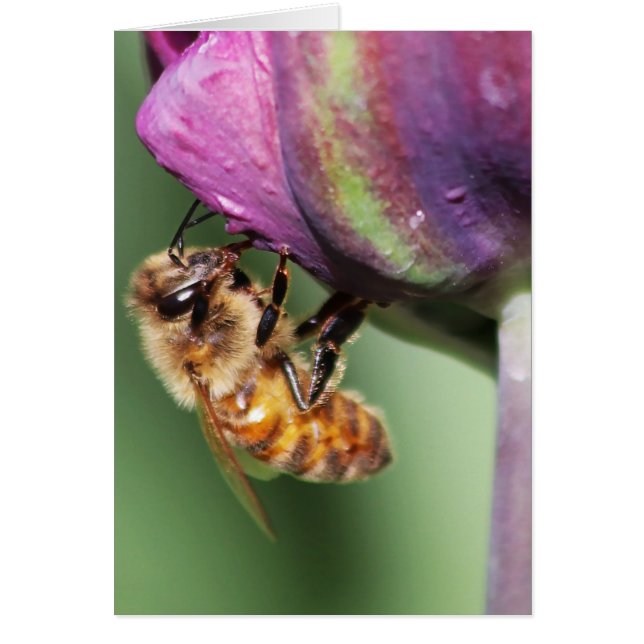 Falln Fuzzy Little Bee OBS Kort (Framsidan)