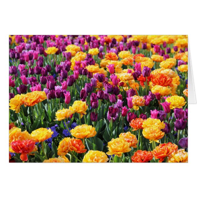 Falln Sunset Blommigt River Hälsningskort (Framsidan Horizontal)