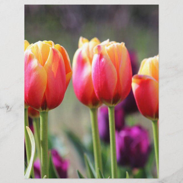Falln Tulips Aflame (Framsida)
