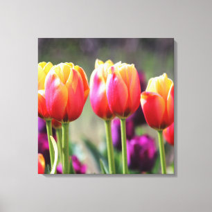 Falln Tulips Aflame Canvastryck