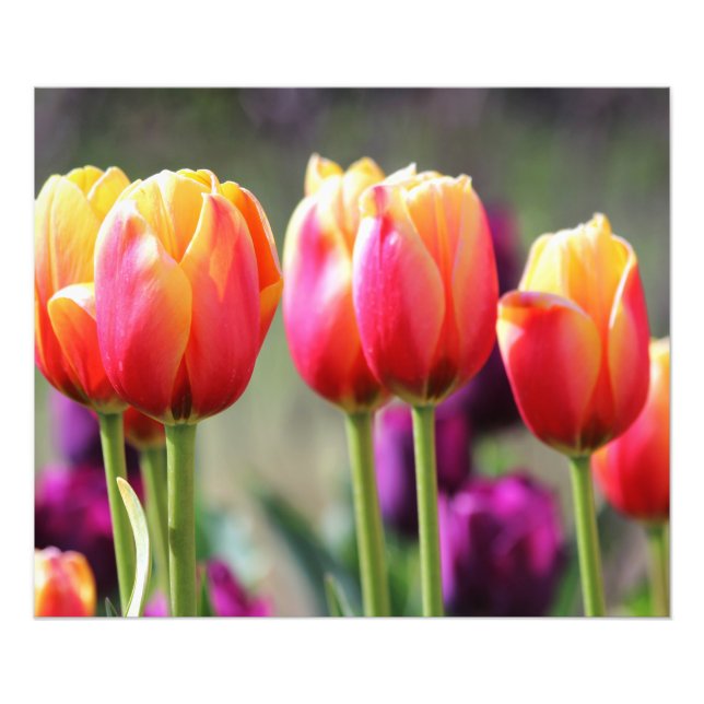 Falln Tulips Aflame Fototryck (Framsidan)