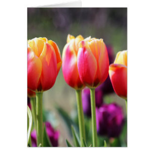 Falln Tulips Aflame OBS Kort