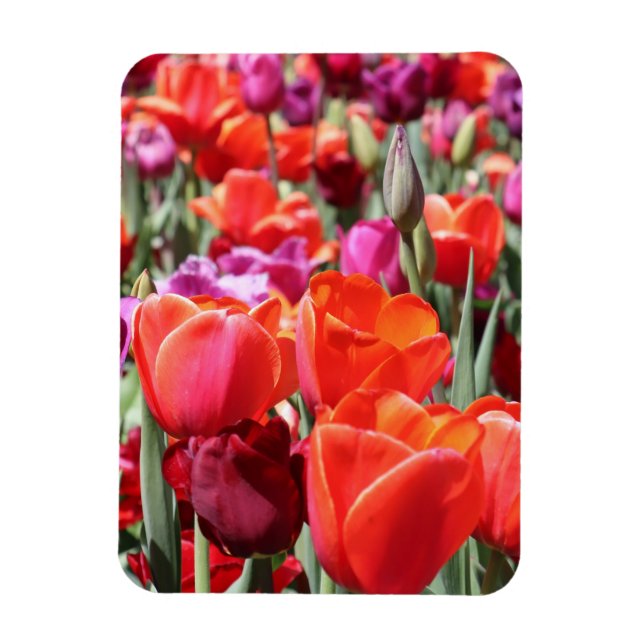 Falln Warm Tulips Magnet (Vertikal)