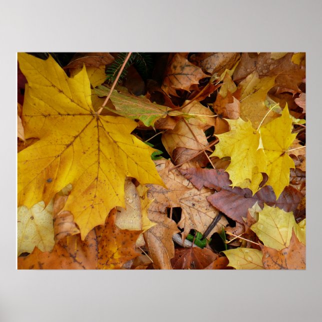 Fallna lönnlöv gula höst natur poster (Framsidan)