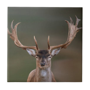 Fallow Hjort är att döma dig Kakelplatta