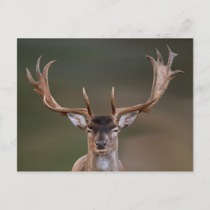 Fallow Hjort är att döma dig Vykort