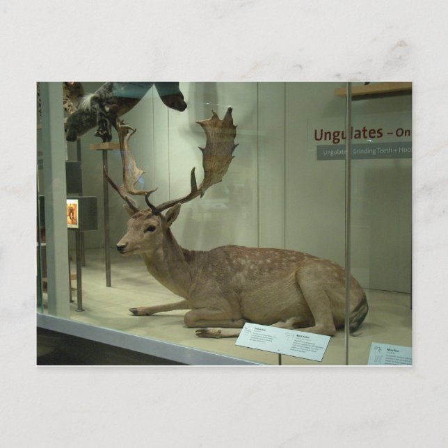 Fallow hjort (Dama dama) Vykort (Framsida)