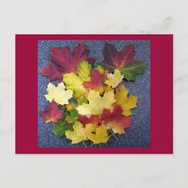 Fallsamling Vykort (Framsida)