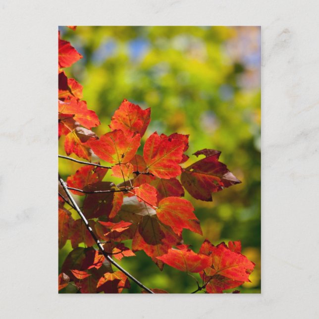 Fallvykort Vykort (Framsida)