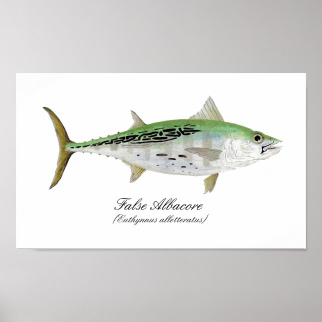 False Albacore Tuna Poster (Framsidan)