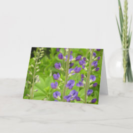 False indigo (Baptisia australis)-kort Helgkort
