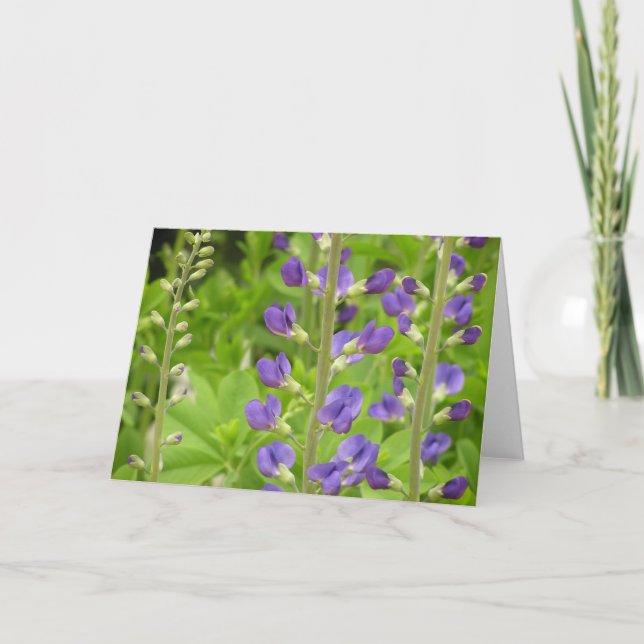 False indigo (Baptisia australis)-kort Helgkort (Framsida)