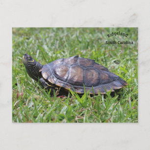 False Karta Turtle Ridgeland Sc Vykort