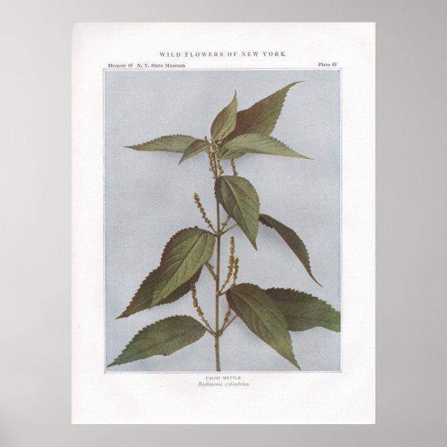 False Nettle - Boehmeria cylindrica Poster (Framsidan)