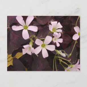 False Shamrock Oxalis Triangularis Vykort