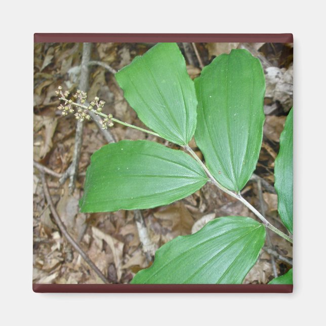 False Solomons sälberry som samordnar föremål Magnet (Framsidan)