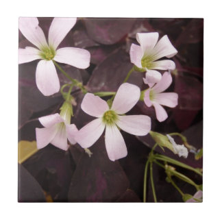 Falsk Shamrock Oxalis Triangularis Kakelplatta