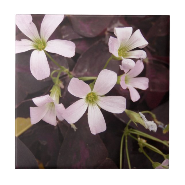 Falsk Shamrock Oxalis Triangularis Kakelplatta (Framsidan)