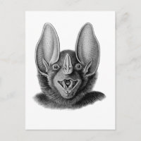 Falsk vampyrfladdermöss