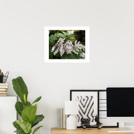 Falskt Salomons sigill Blommor Blomster Poster