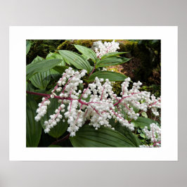 Falskt Salomons sigill Blommor Blomster Poster