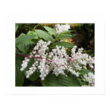 Falskt Salomons sigill Blommor Blomster