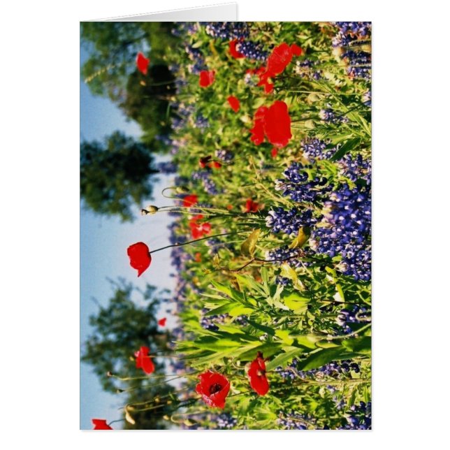 Fält av blommor OBS kort (Framsidan)