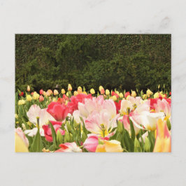 Fält av blommor vykort