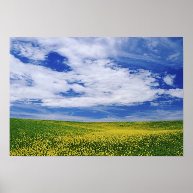 Fält av Canola eller Mustard-blommor, Palouse Poster (Framsidan)