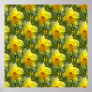 Fält av Daffodils.... Poster