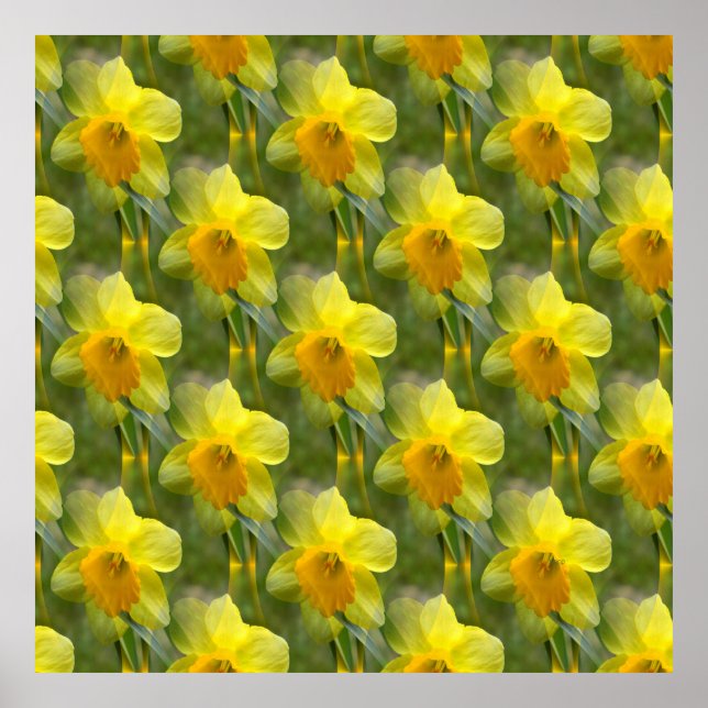 Fält av Daffodils.... Poster (Framsidan)