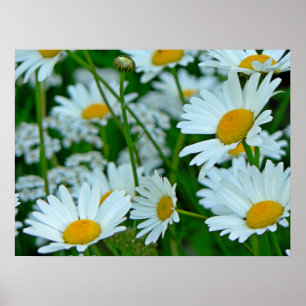 Fält av daisy poster