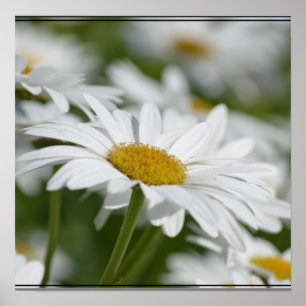 Fält av daisy poster
