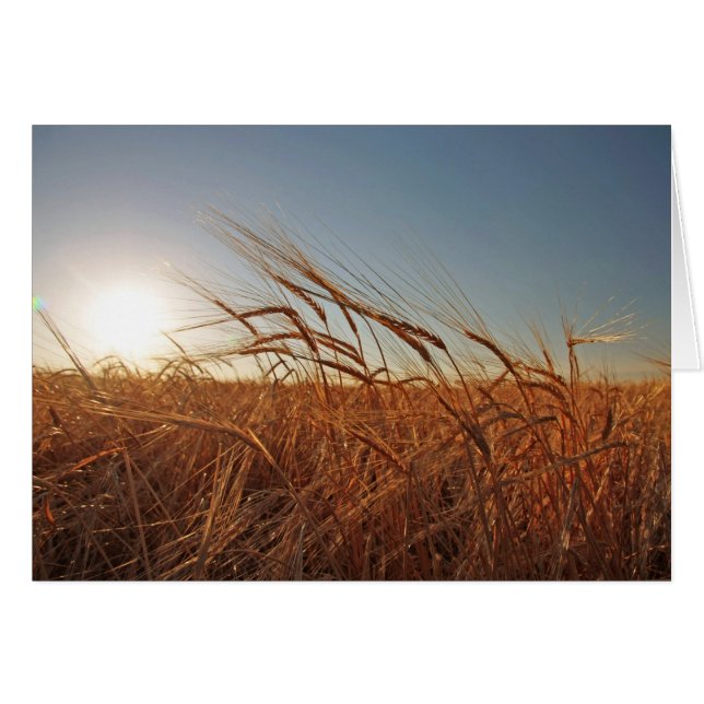 Fält av korn hälsningskort (Framsidan Horizontal)