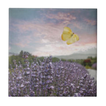 Fält av lavendelblommor, blå himmel, rosa