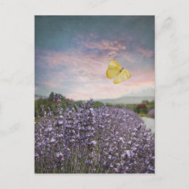 Fält av lavendelblommor, blå himmel, rosa vykort