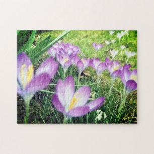 Fält av Lila Vår blommor Crocus Flower Lilac Pussel