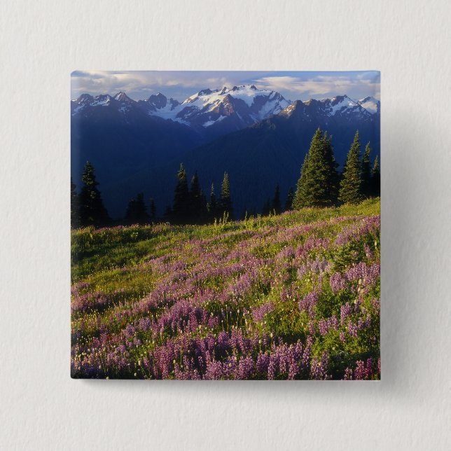 Fält av lupin, Mt. Olympus och moln vid Knapp (Framsida)