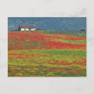 Fält av poppies nära Cordoba, Andalusien fl. Vykort