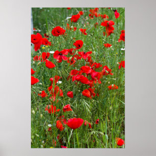 Fält av rödpoppor poster