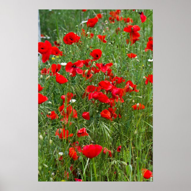 Fält av rödpoppor poster (Framsidan)