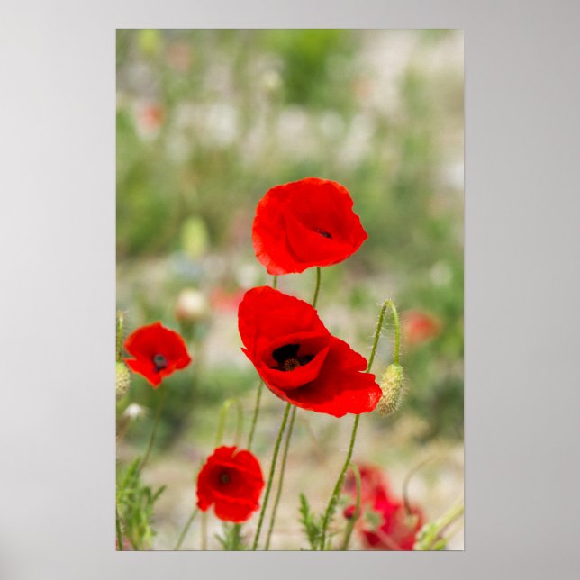 Fält av rödpoppor poster (Framsidan)