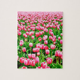 Fält av rosa tulpan pussel