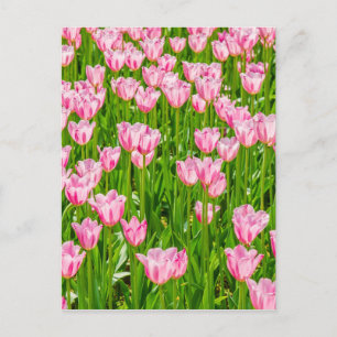 Fält av rosa tulpanblommor vykort