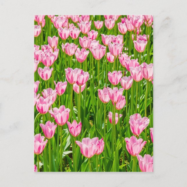 Fält av rosa tulpanblommor vykort (Framsida)