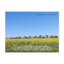 Fält av senapsblommor