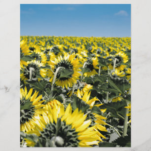 Fält av solblommor