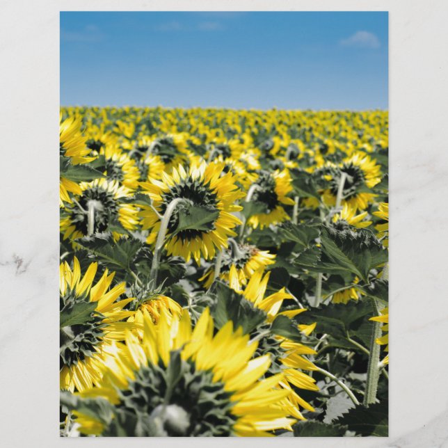 Fält av solblommor (Framsida)